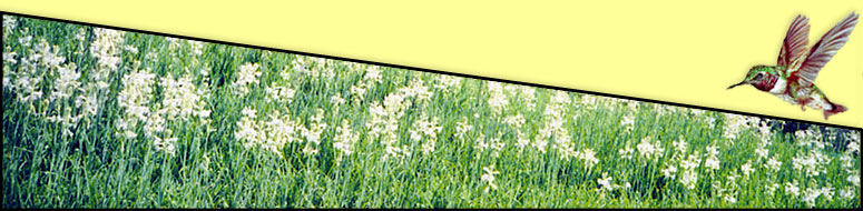 Dyer Family Tuberoses: A blessing from the Lord. You can become a tuberose gardener too. We'll show you how.