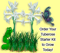 Order your tuberose starter kit today!