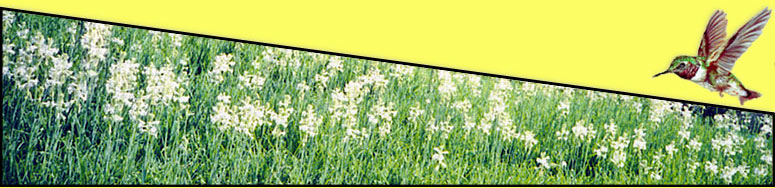 field tuberose banner